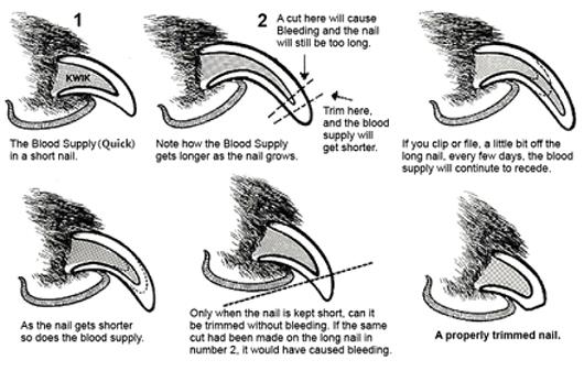 Nail Trimming