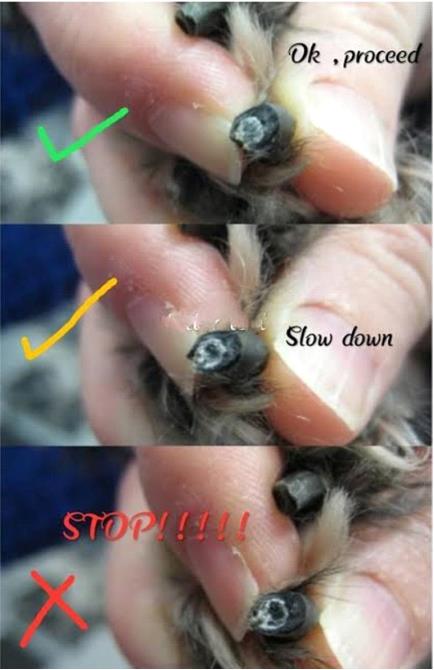 Nail Trimming